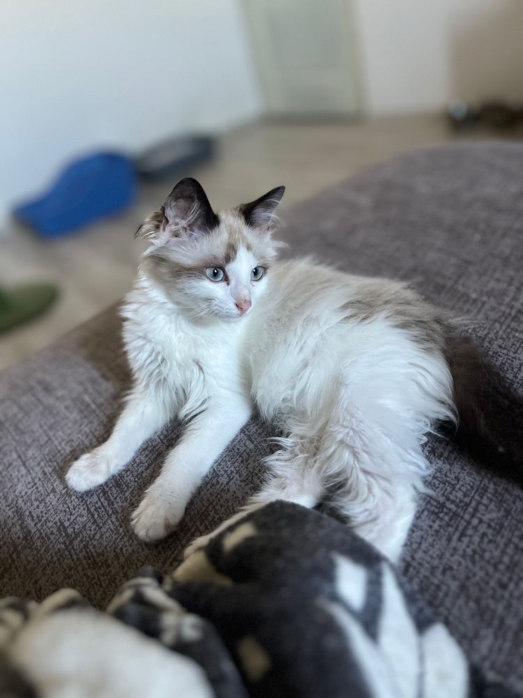 Băiețel Ragdoll Seal Bicolor