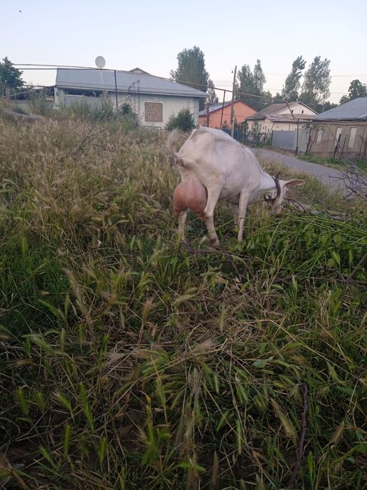 Козочки зааненской молочной породы