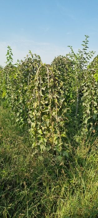 Декоративные тутовники для офиса и дома украшения для вашего ландшафта