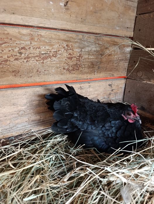 Курки японлар сотилади