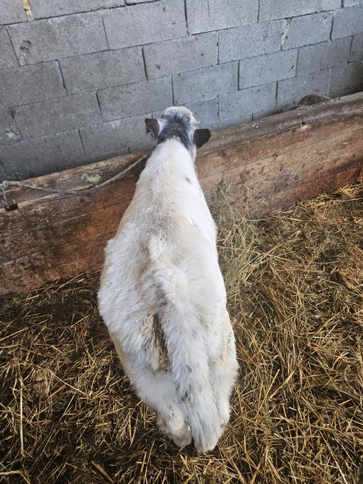 Vând vaca cu vițel