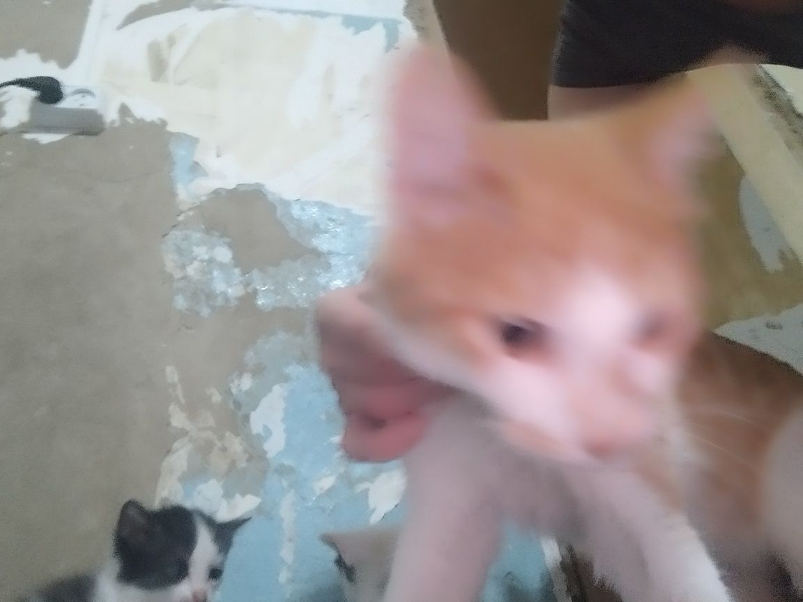 Отдам котов. Кастрированные.