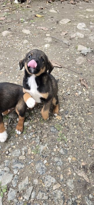 Căței spre Adopție