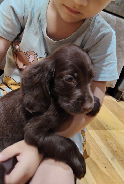 Продаются щенки Филд спаниеля