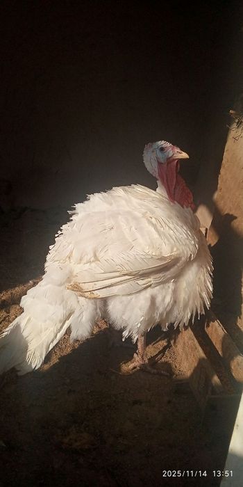 Бик 6 сотилади хар бири 23 кгдан