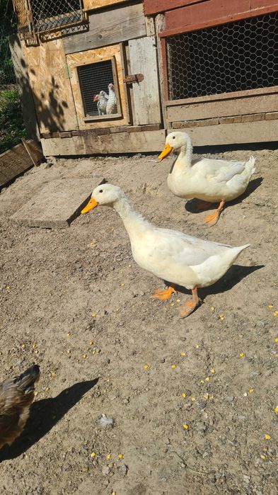 Schimb ratoi cu rata