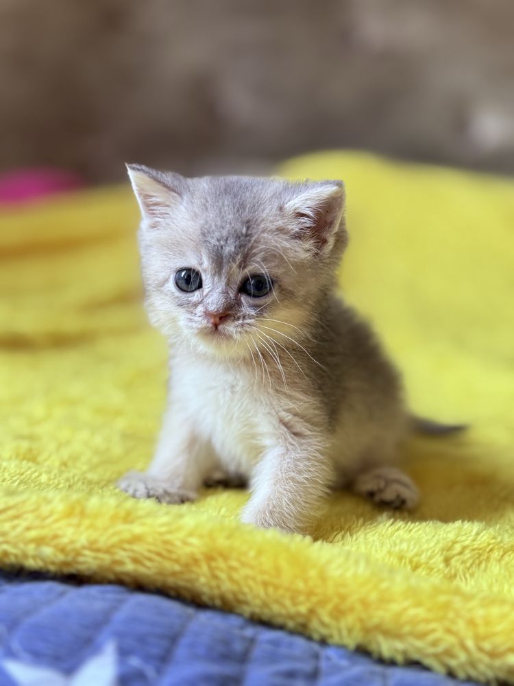 Котята  Шиншиллы с драгоценными окрасами
