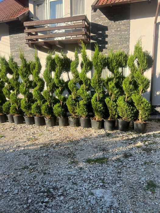 Leilandi chiparosi spirale magnolia