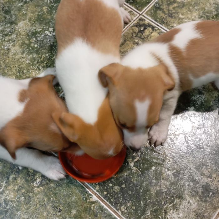 Джак Ръсел териер