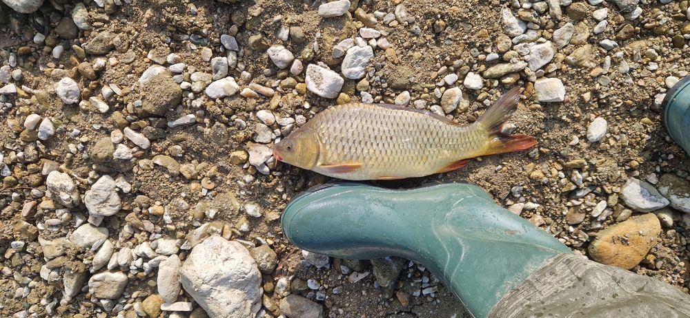 Зарибителен материал