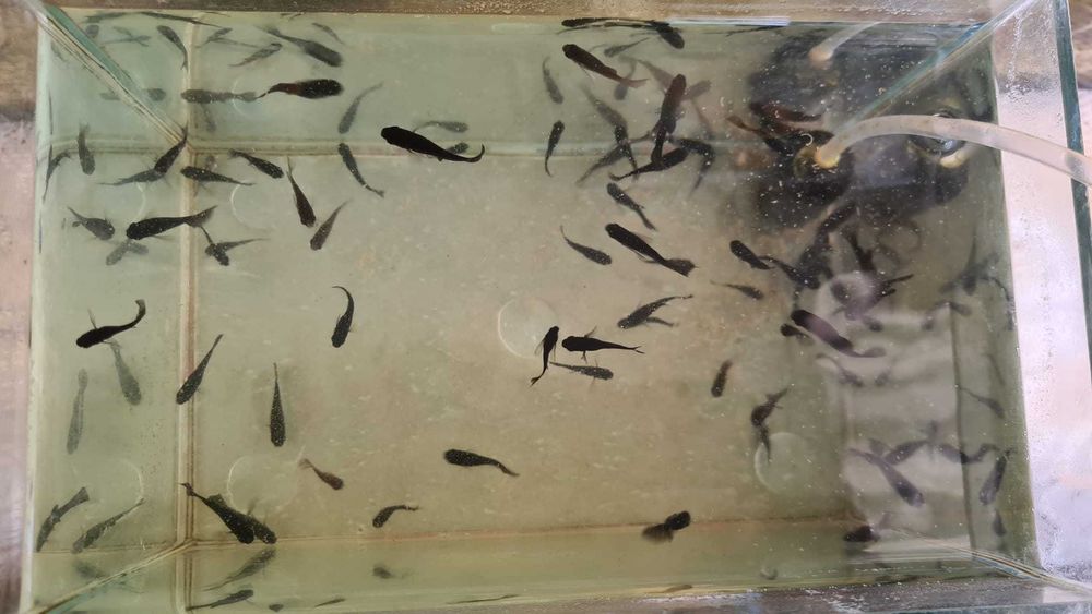 Pesti de acvariu Black Molly si puiet si un Scalar pasnic