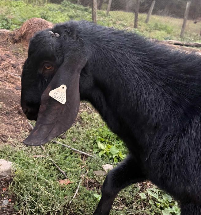 Vand tap Anglo Nubian 1,8 ani cu pedigree emis de Caprirom