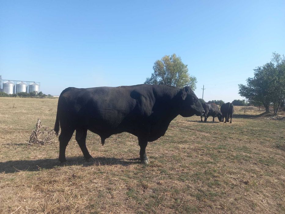 De vanzare taur autorizat rasa angus