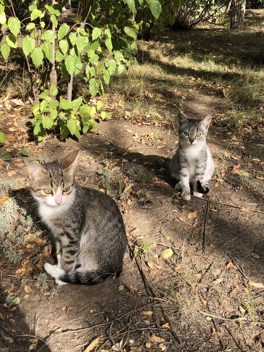 Котики ищут себе дрбрых хозяев