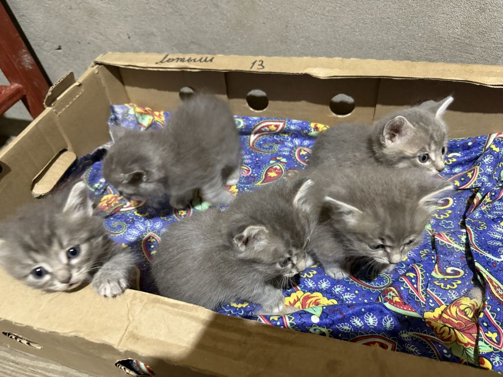Отдаем котят добрые руки