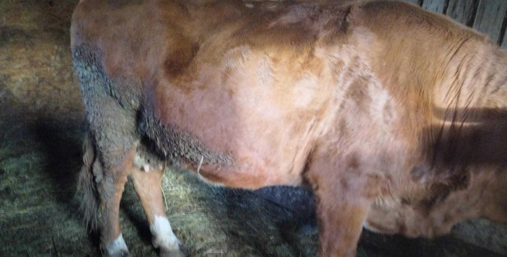 Vând doua vaci gestante