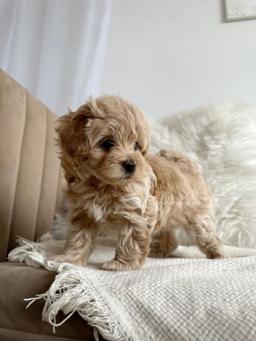 Maltipoo poodle apricot mini toy