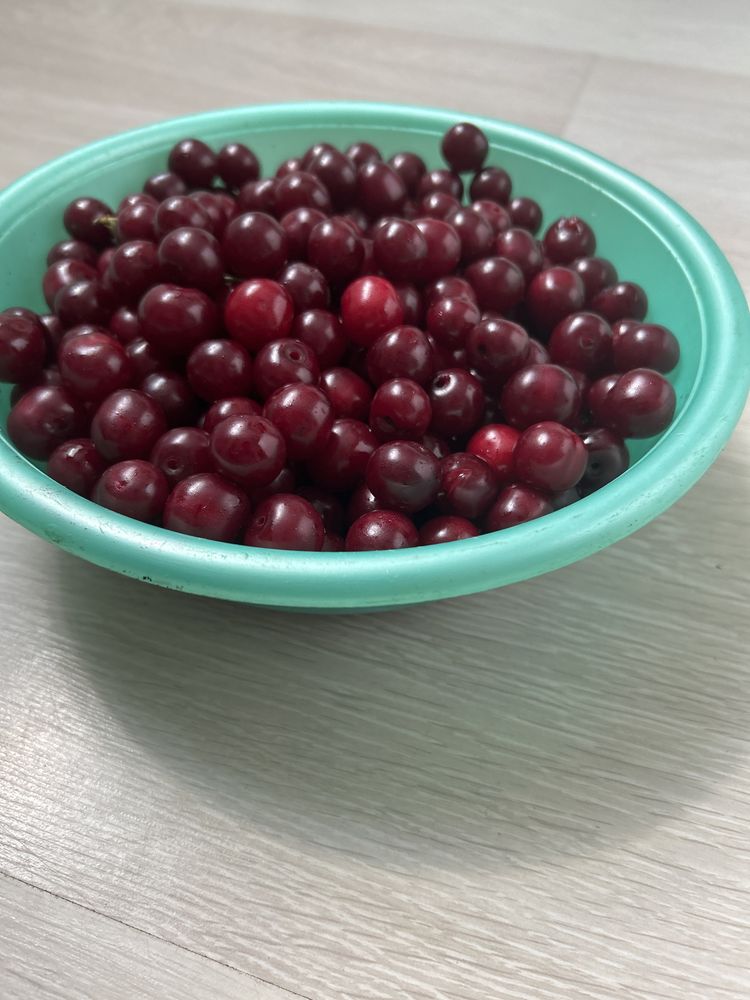 Продам домашнюю вишню