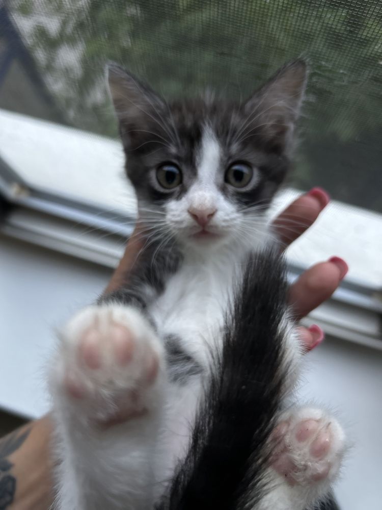 Котики ищут домик