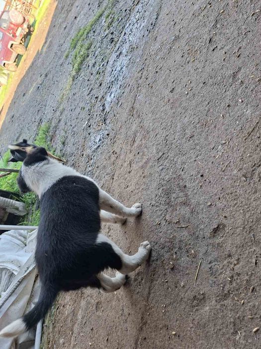 Продавам бордър коли