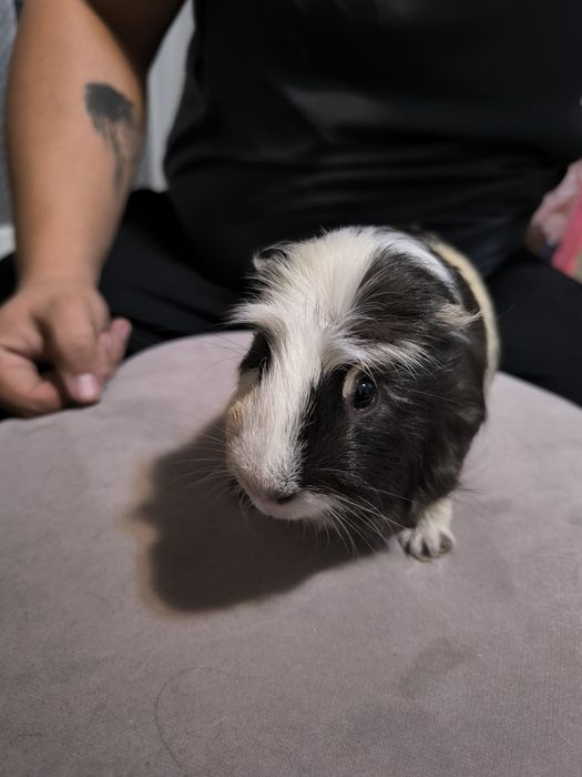 Porcușori de Guineea+ cușcă