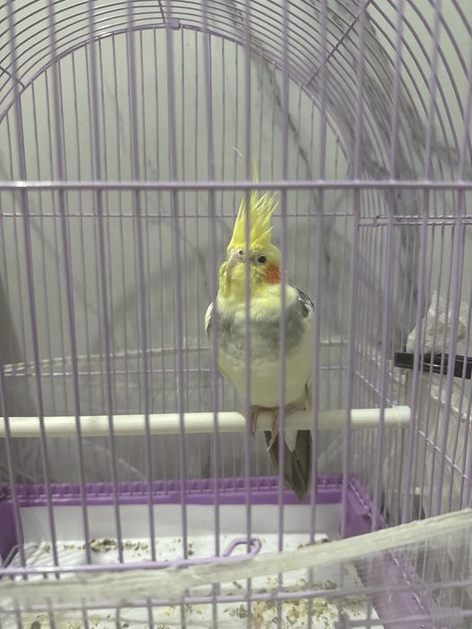 Попугай корелла клетка в подарок