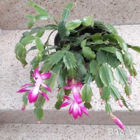 Стайни цветя - Коледничета