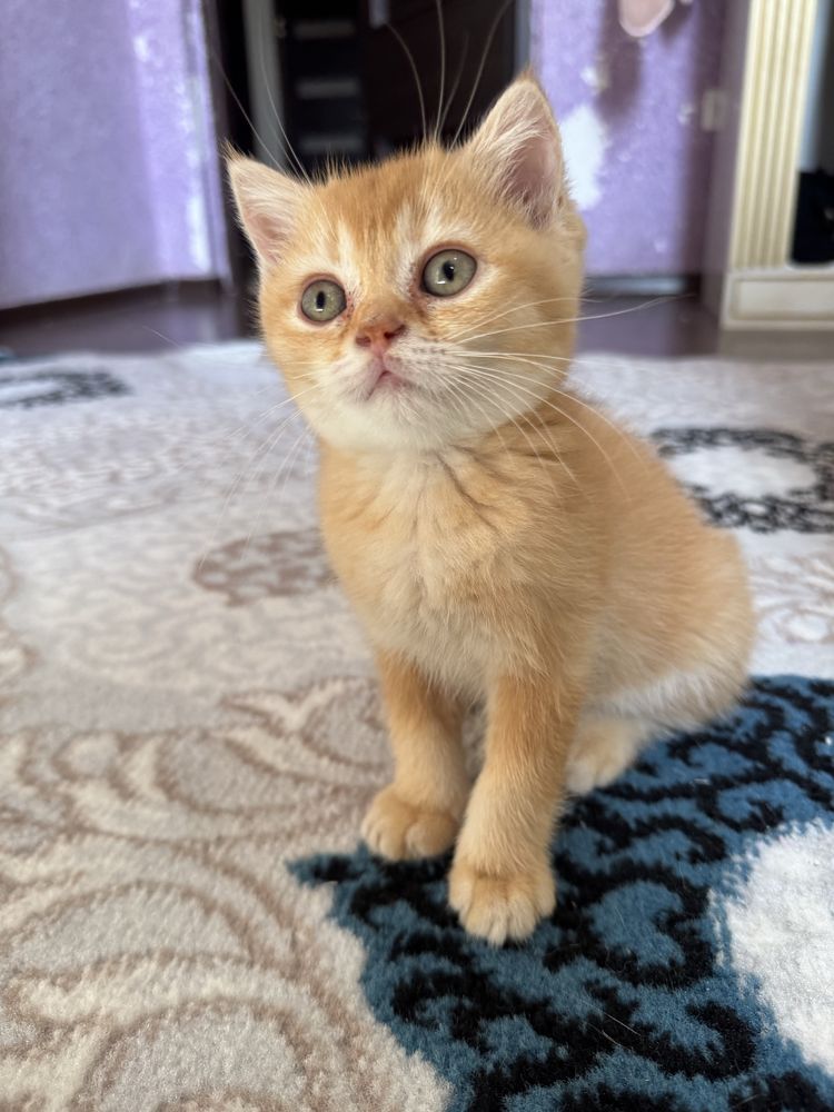 Шотландские котята продаются