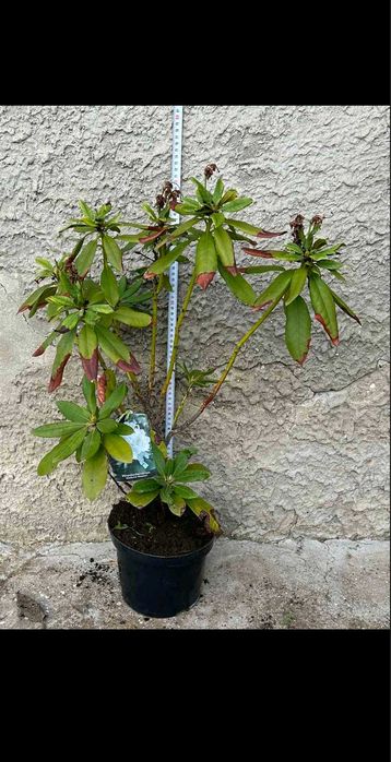 Разнообразие от цветя