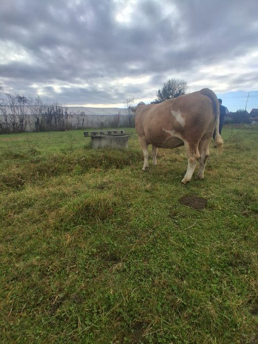 Vand juninca la a 2a fătare