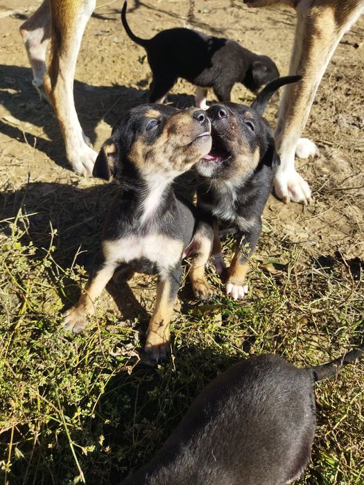 Spre adopție acești cățeluși
