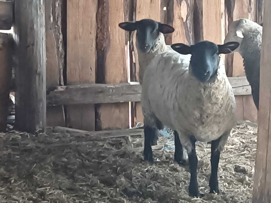 Vând 3 noatini, un berbec Lacun și 2 mieluțe Sulffoc