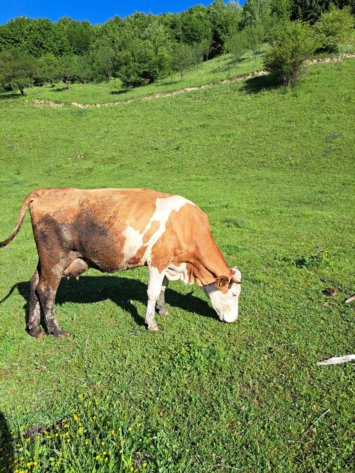 Vaca baltata Românească