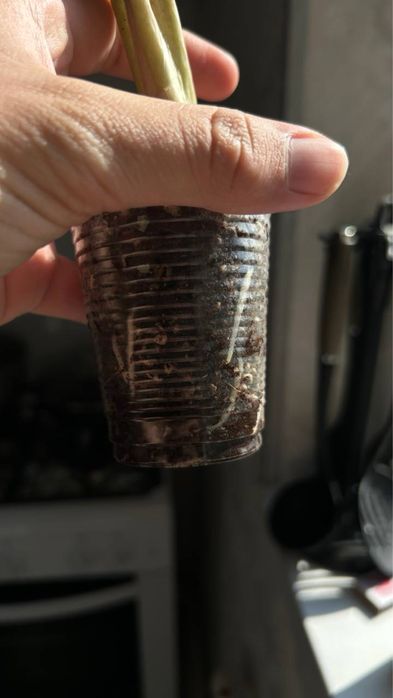 Алаказия бамбино alakaziya bambino