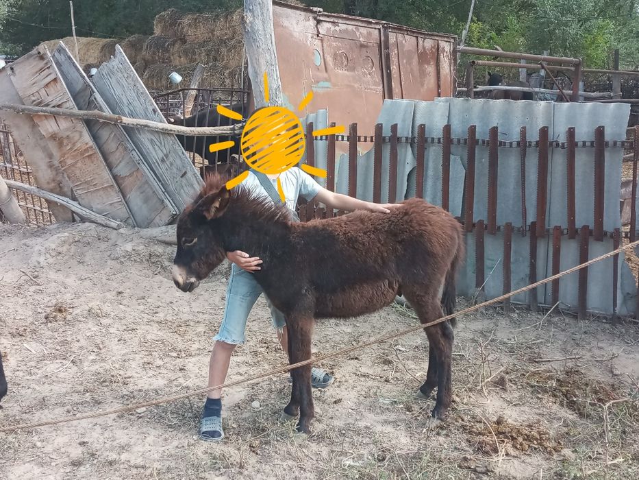 Ишачок продам 8000