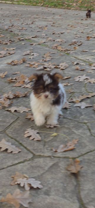 Йорки супер мини биро шоко бивър ,три момиченца!