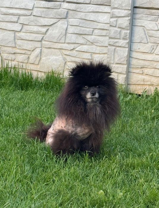 Pomeranian( Boo) Rasa pura FCI