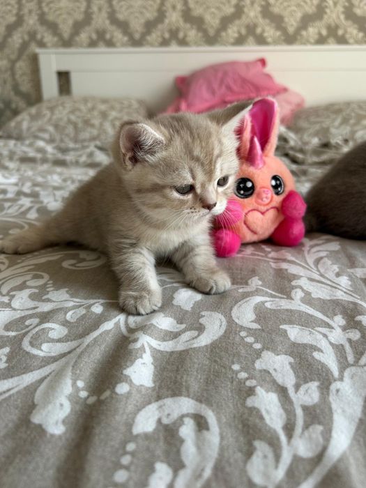Pui british shorthair fetita