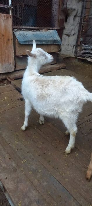 Сүтті ешкілердің Ұрғашы лақтар 5-6 айлық