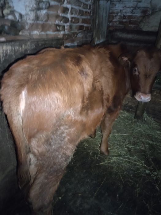 Vand o vaca si 2 vitele