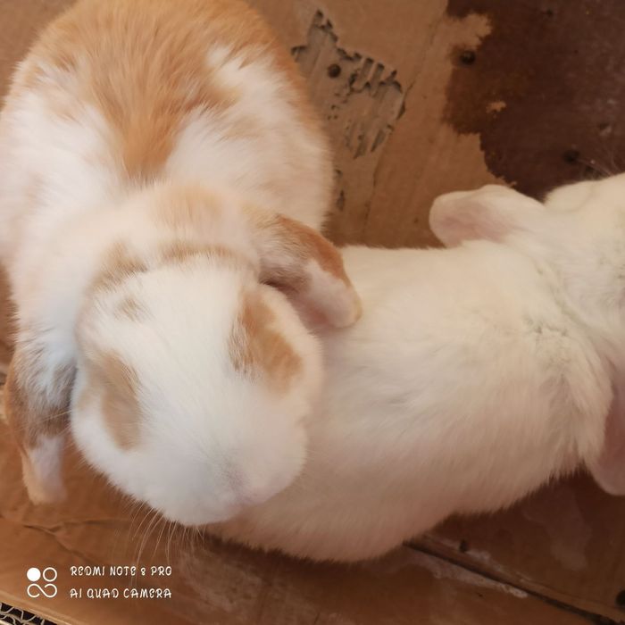 Quyonchalar sotiladi