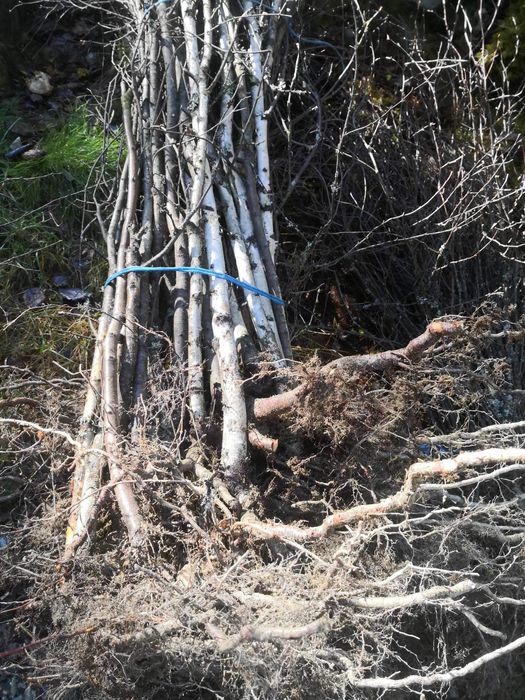 Puieți de mesteacăn alb ofer transport gratuit