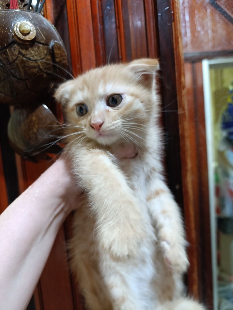 Вислоухий котёнок!