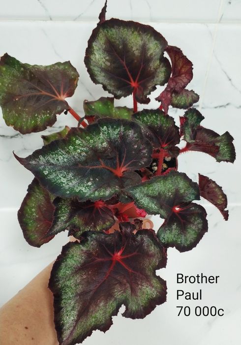 Бегонии сортовые.