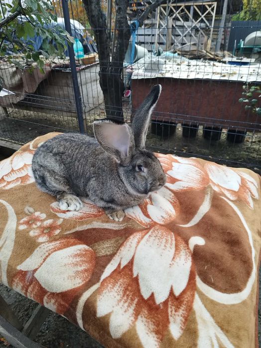 Urias German masculi si femele