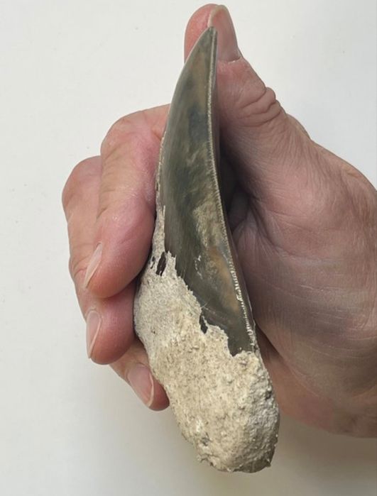 Superb dinte Megalodon autentic fosilizat