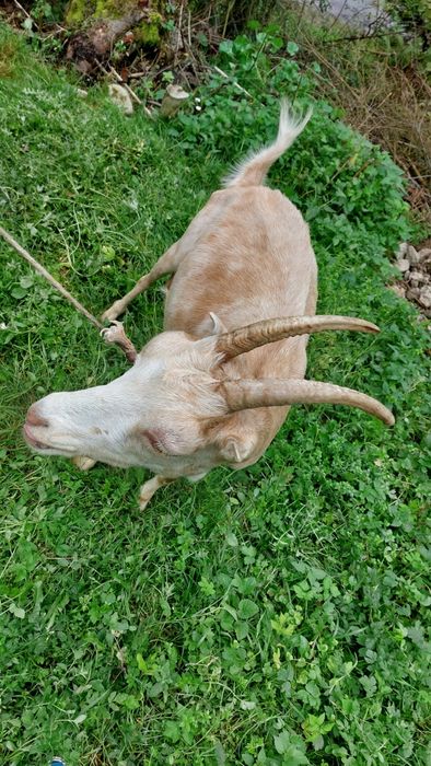 Capra de vanzare, buna de lapte 3 litri pe zi