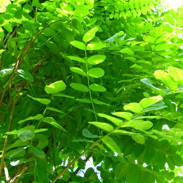 Vând puieți de salcami originali la 2,50 m înălțime