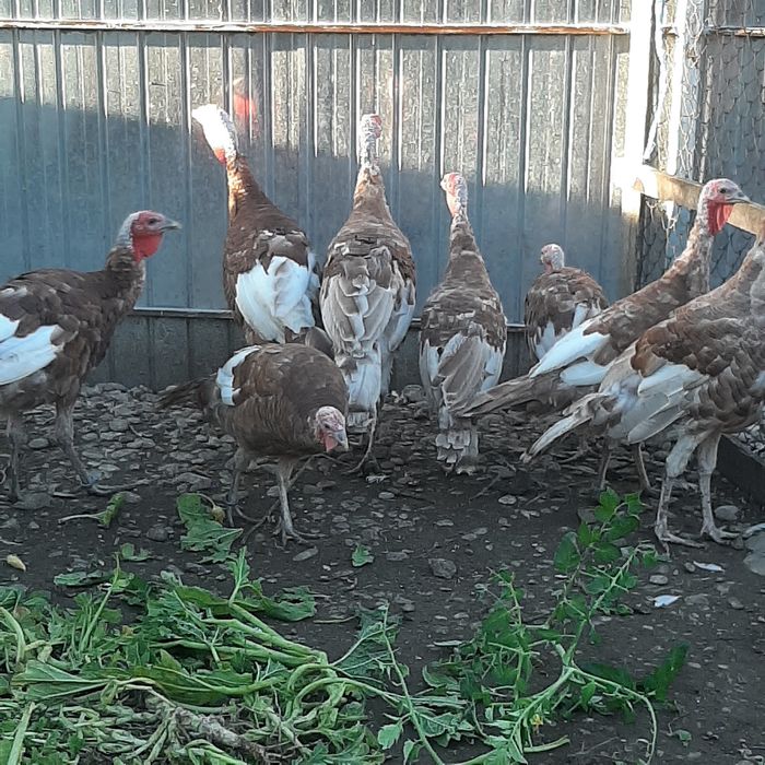 Curci rasa red bourbon