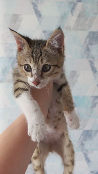Котенок срочно ищет дом!